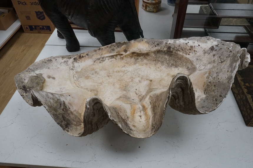 A giant clam shell (approx. 2ft 6ins across) Condition - fair with general wear